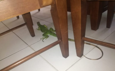 Iguana Lessons 1 – Meeting Ignaçu